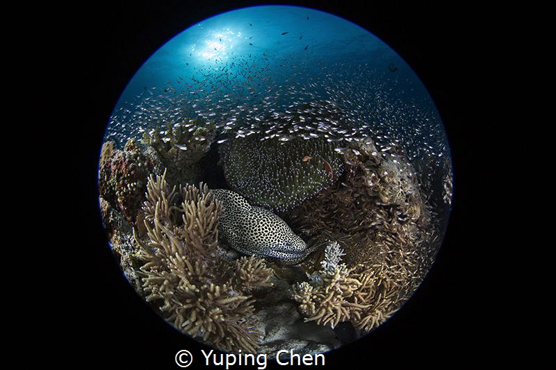 I'm the Supper Star./AKA Island, Okinawa,/ Canon 5D MarkI... by Yuping Chen 