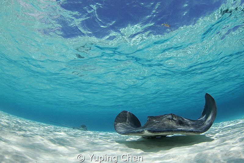 Let's Dance/Sting ray/Grand Cayman,Canon 5D MarkIII, 8-15... by Yuping Chen 