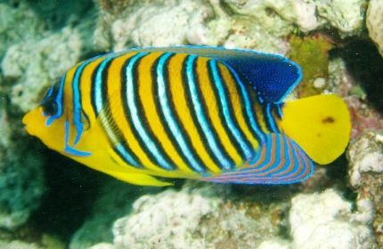 Royal angelfish - photo was taken at Sharks bay with an o... by Anel Van Veelen 