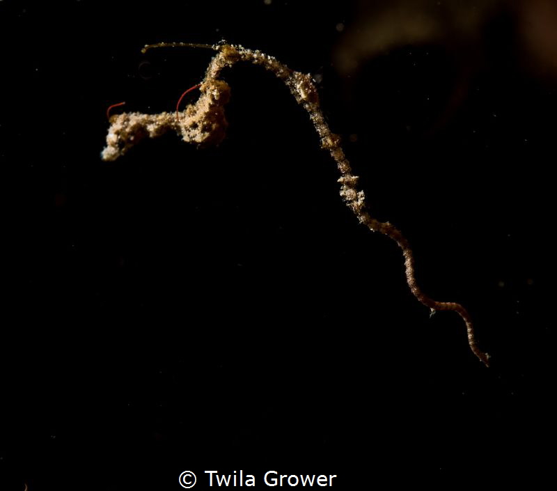 Lembeh Seadragon by Twila Grower 
