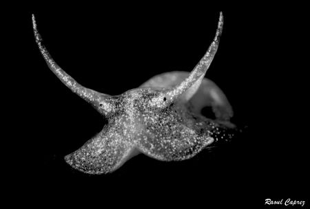 Tiny Toro by Raoul Caprez 
