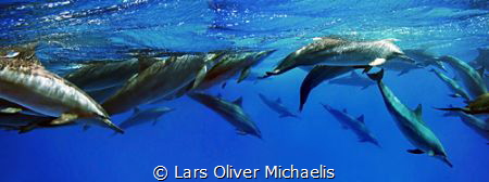 school of spinner dolphins
Gota Sataya / Fury Shoals / E... by Lars Oliver Michaelis 