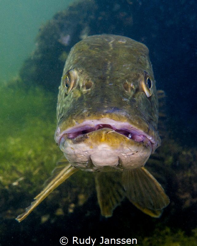 Pike 40cm in one meter depth by Rudy Janssen 