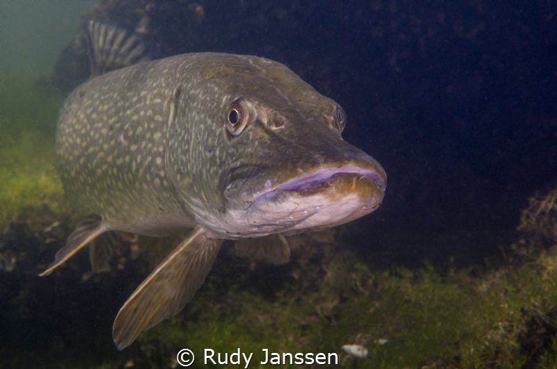 Pike by Rudy Janssen 
