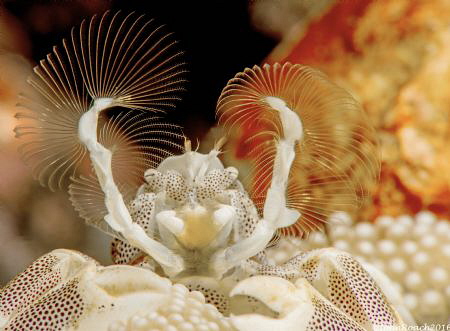 The sweeper. Porcelain Crab. Batu Belah  Bali. by John Roach 