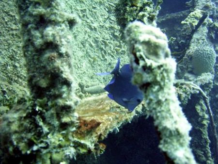 Wreck dive at Roatan July 2003 using a Caplio RR 30. by Bonnie Conley 