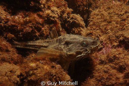 Agonus cataphractus by Guy Mitchell 