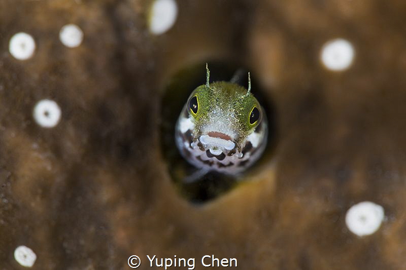 Hi, little guy./Blenny/Grand Cayman,Canon 5D MarkIII,100m... by Yuping Chen 
