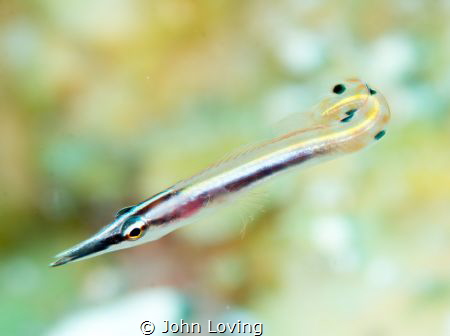 something fishy by John Loving 