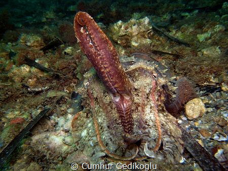 Sepia officinalis
WARNING by Cumhur Gedikoglu 