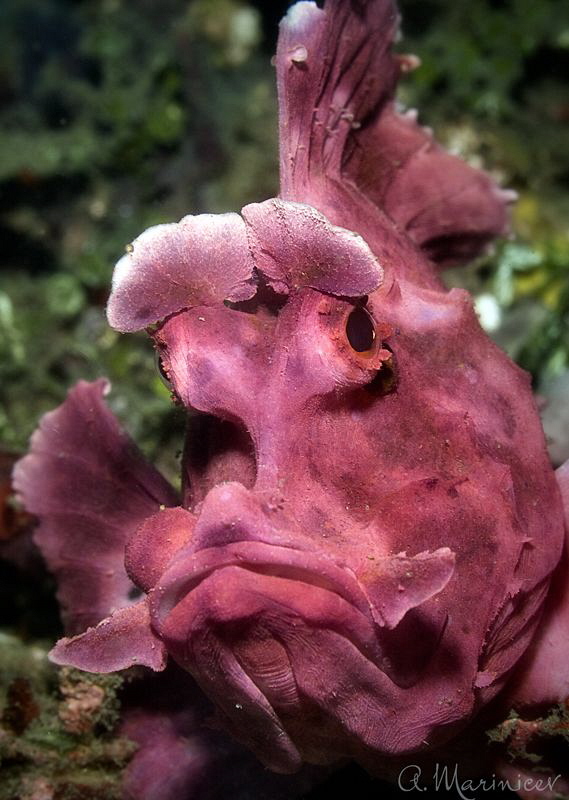 Rhinopias eschmeyeri (Rhino-fish) by Aleksandr Marinicev 