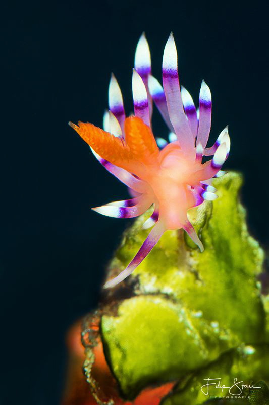 Flabellina exoptata, Raja Ampat. by Filip Staes 