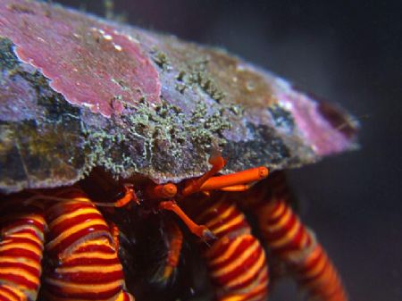 Stripey socks hermit crab with a bit of a depth of field ... by Alex Tattersall 