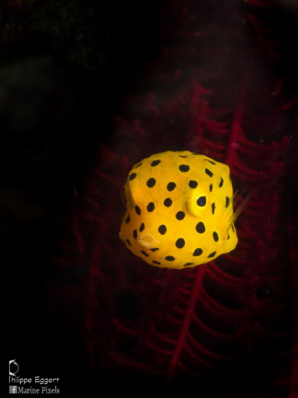 Juvenile Boxfish by Philippe Eggert 