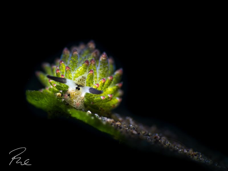 Shawn on the edge, Costasiella kuroshimae by Philippe Eggert 