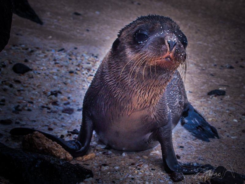 Small Seal by Marc Van Den Broeck 
