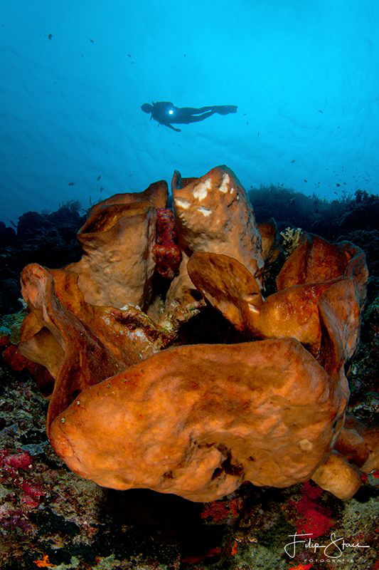 Diver at the drop off, Bunaken, Sulawesi. by Filip Staes 
