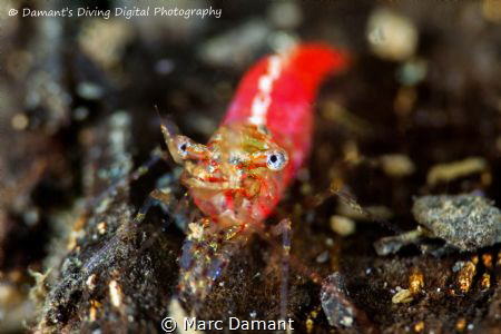 A tiny broke back shrimp on a piece of bark. 100mm macro ... by Marc Damant 