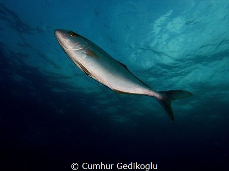 Lichia amia
It was turning around over my head. by Cumhur Gedikoglu 