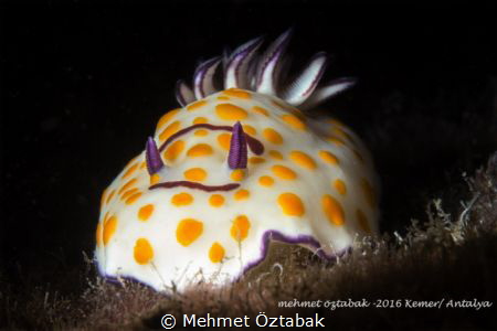 Nudi
  Kemer/Antalya in Turkey 2016 by Mehmet Öztabak 