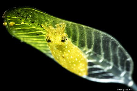 Through
Location :Lembeh Indonesias
Canon 5dsr
Canon E... by Yung Sen Wu 