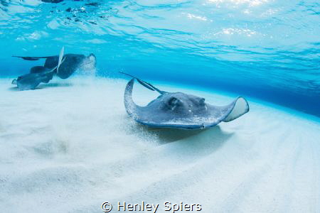 Highly Evolved by Henley Spiers 