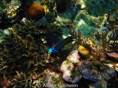 West Bay, Roatan by Alison Ranheim 