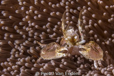 Feeding by Peet J Van Eeden 