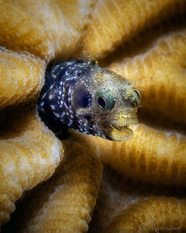 Blenny by Aleksandr Marinicev 