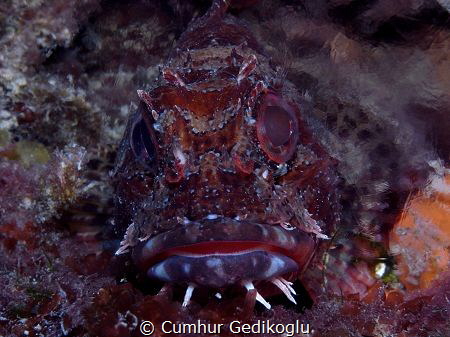 Scorpaena maderensis
Territorial owner by Cumhur Gedikoglu 