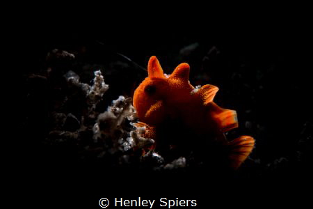 Juvenile Orange Dinosaur by Henley Spiers 