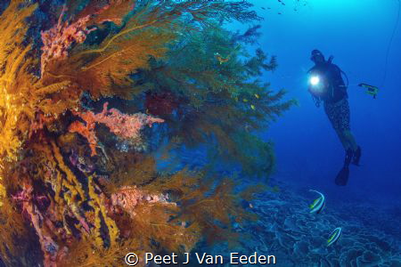 Enlightened by Peet J Van Eeden 