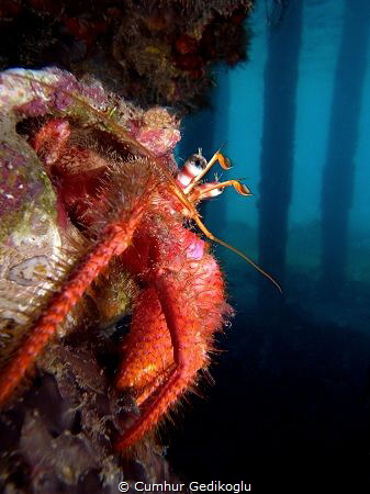 Dardanus calidus
Secret hole point under the jetty. by Cumhur Gedikoglu 
