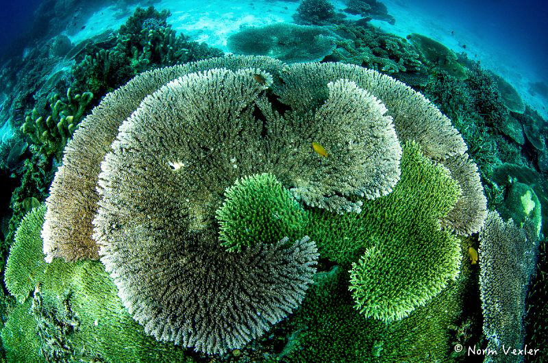 The beautiful patterns of nature in our underwater world. by Norm Vexler 