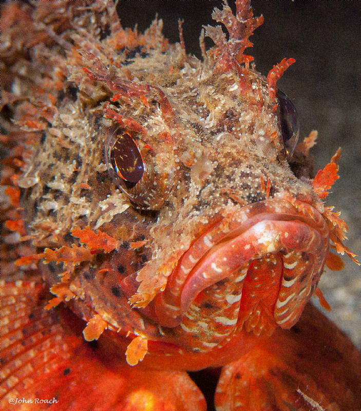 All Puffed up....Red Barbfish  Night Dive Blue Heron Bridge by John Roach 