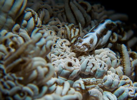 CAMOUFLAGE
Xenia Shrimp ( Hyppolite commensalis ) by Ton Ghela 