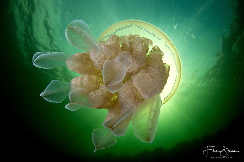 Barrel jellyfish, Zeeland, the Netherlands. by Filip Staes 