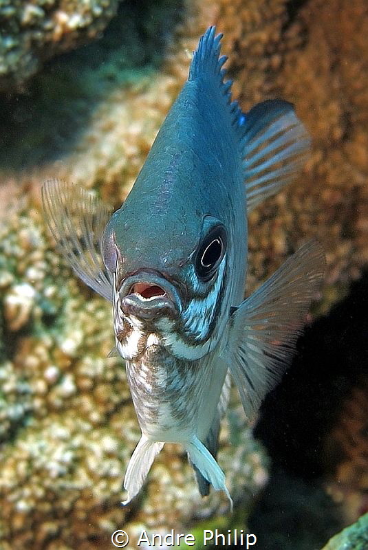 Portrait of a Pale Damselfish (Amblyglyphidodon indicus) by Andre Philip 