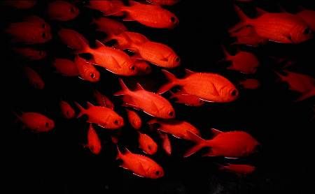 Red light district.
Taken under a cliff in the maldives.... by Per Lagerberg 