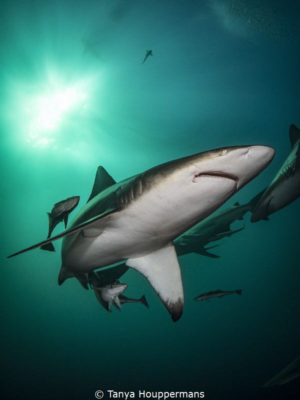 'Portrait of an Oceanic Blacktip' - Taken at Aliwal Shoal... by Tanya Houppermans 