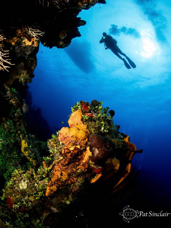 Color
There is a lot of color on the Orange Canyon dive ... by Patricia Sinclair 