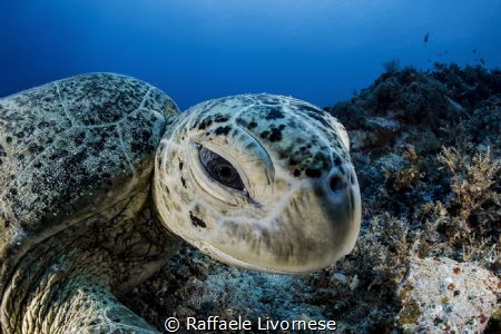 turtle portrait by Raffaele Livornese 
