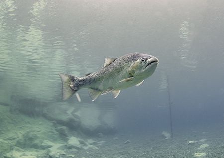Rainbow trout.
Capernwray.
D200, 16mm. by Mark Thomas 
