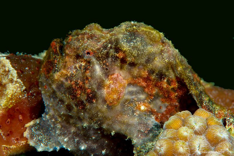 Longlure Frogfish Atennarius multiocellatus   "Front Porc... by John Roach 
