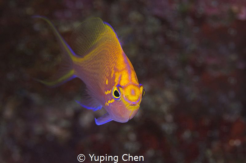 Hawk Anthias/Ishigaki, Okinawa,Japan, Canon 5D MarkIII, 1... by Yuping Chen 
