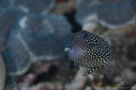 B O X F I S H
Boxfish black female (Ostracion meleagris)... by Irwin Ang 