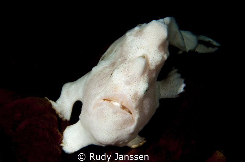 Froggy by Rudy Janssen 