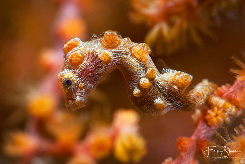 Hippocampus Bargibanti, Lembeh strait, Sulawesi. by Filip Staes 