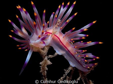 Flabellina rubrolineata
Red-lined flabellina by Cumhur Gedikoglu 