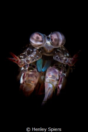 Gentleman Mantis by Henley Spiers 